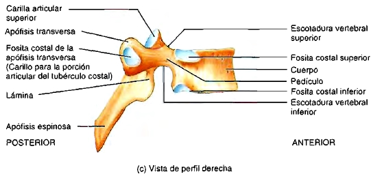 Hueso sacro perfil derecha columna vertebral Hueso sacro perfil derecho anatomía columna vertebral