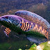 Cerita Anak_MANCING IKAN GABUS