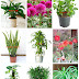 Air Purifying Plants To Remove Harmful Toxins