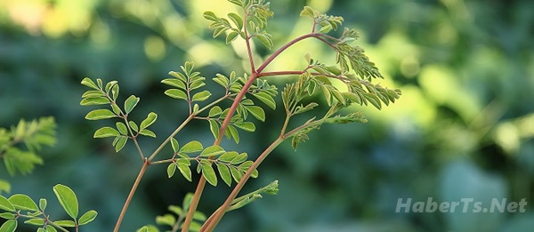 Moringa Ağaci Nedir ? Nerede Yetişir ? Faydalari Nedir? Moringa Ağaci Nedir ? Nerede Yetişir ? Faydalari Nedir?