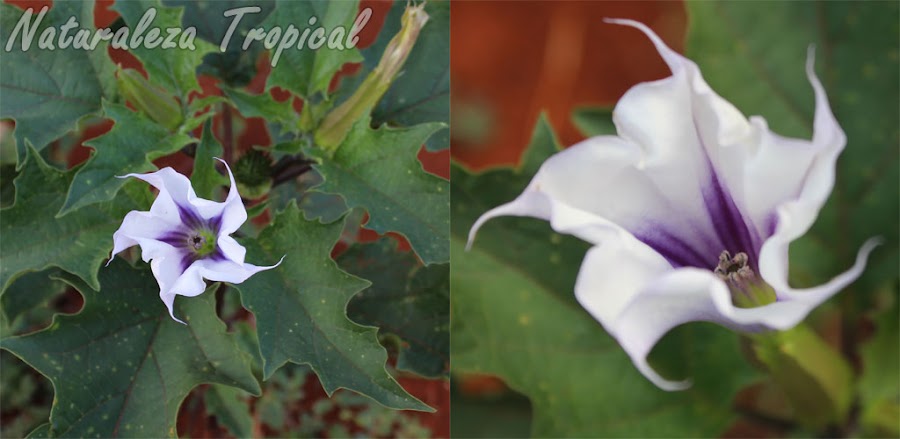 1- Planta silvestre del género Datura; muy fácil de encontrar en áreas de cultivo y en la vegetación natural del país. Algunos la consideran maleza pero otros la cultivan por sus hermosas flores.