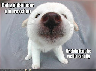 Funny baby polar bear |Funny Animal