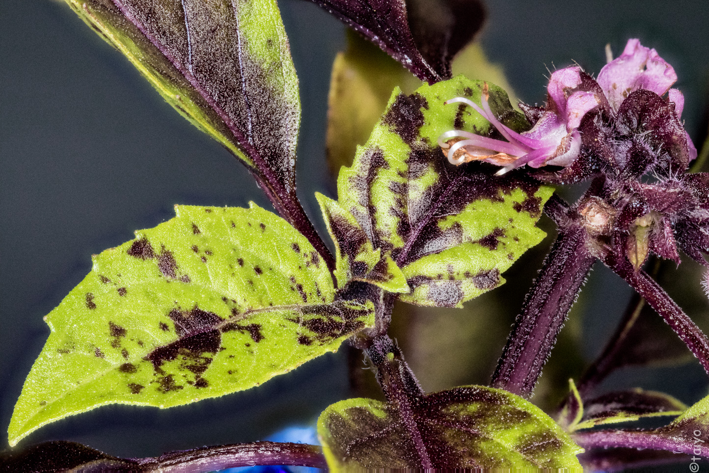 Taiyo's Meanderings Basil Blooms