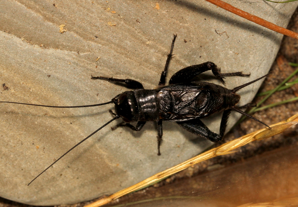 Listening in Nature A Spring Field Cricket Named Lincoln and his Log