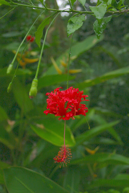 I call it the parachute flower. Every where is flowering plants  but the light is very dark where they survive the heat.