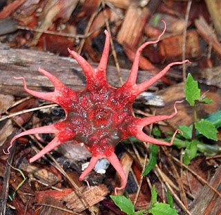 Aseroe Rubra