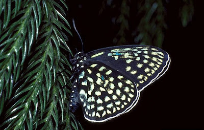 Borboleta repousando