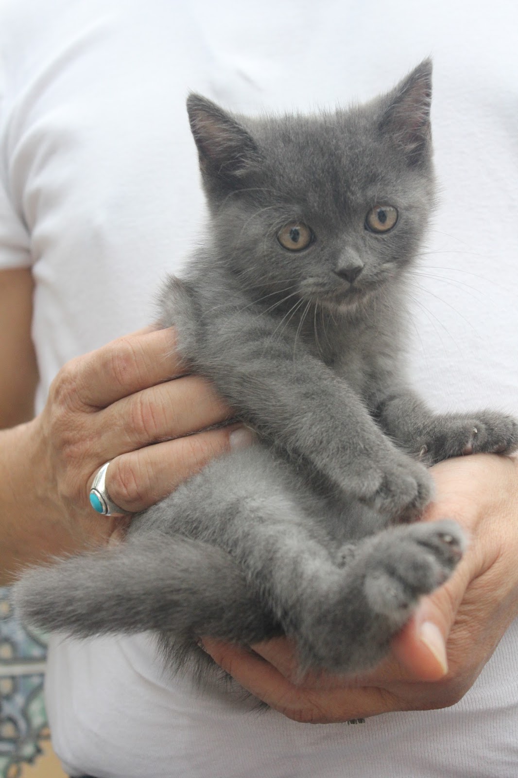 Cats and Kittens: Short Hair Tabby Female Kitten, Silky