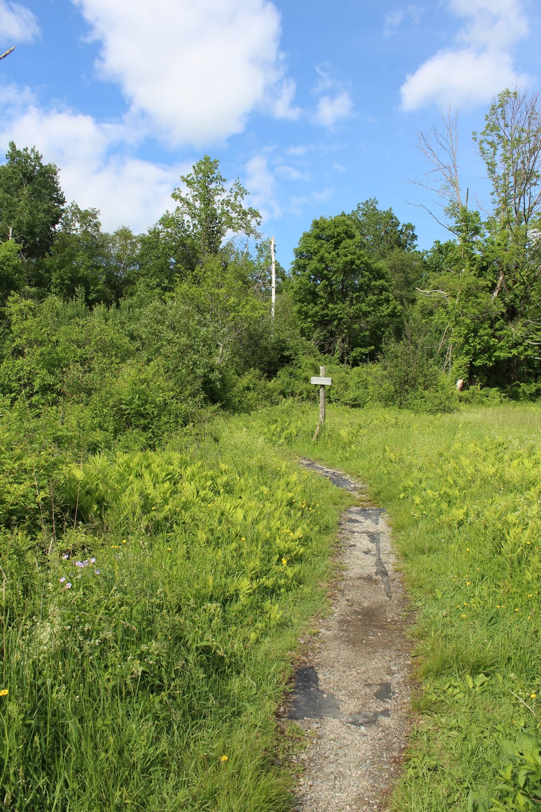 Lions Head Condo Salisbury Ct at Eugenia Cohen blog