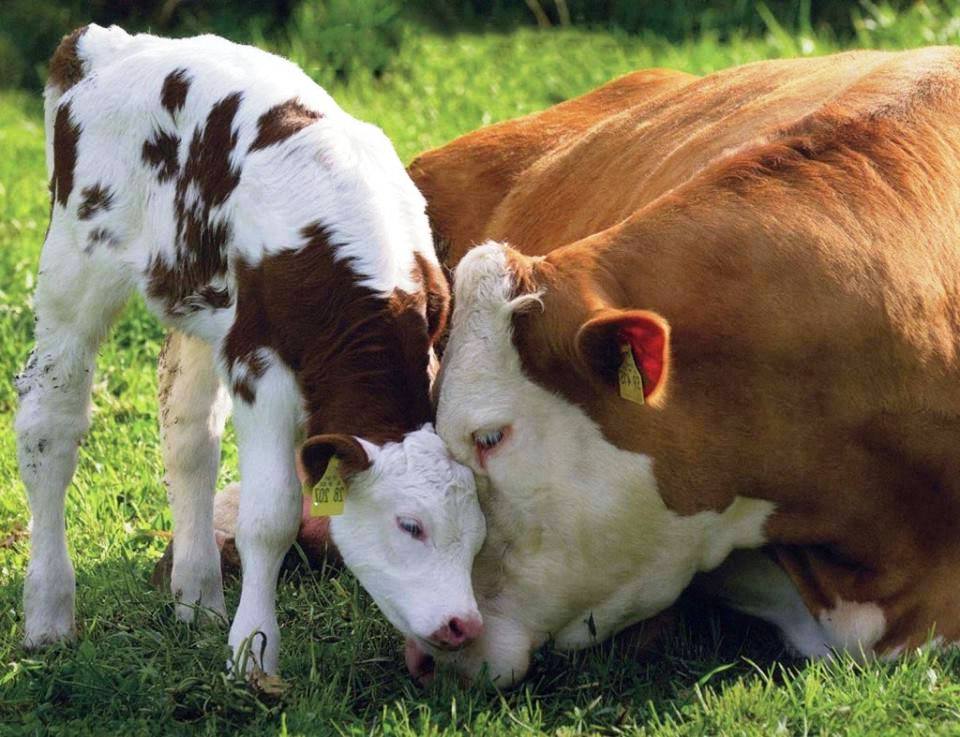 Image Result For Sapi Limosin Image Result For Sapi Limosin