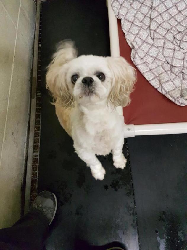 shih tzu toronto adoption monday sailor shih tzu toronto on dawg business it s your s health shih tzu toronto adoption monday sailor shih tzu toronto on dawg business it s your s health