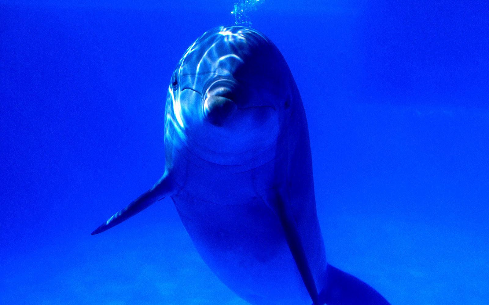 http://4.bp.blogspot.com/-fpJormg1tq4/UBrMyUNAugI/AAAAAAAAERs/n6A4U7o9NAY/s1600/hd-dolfijnen-achtergrond-met-een-dolfijn-onderwater-kijkend-naar-de-camera-hd-dolfijn-wallpaper.jpg