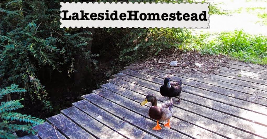 Lakeside Homestead 