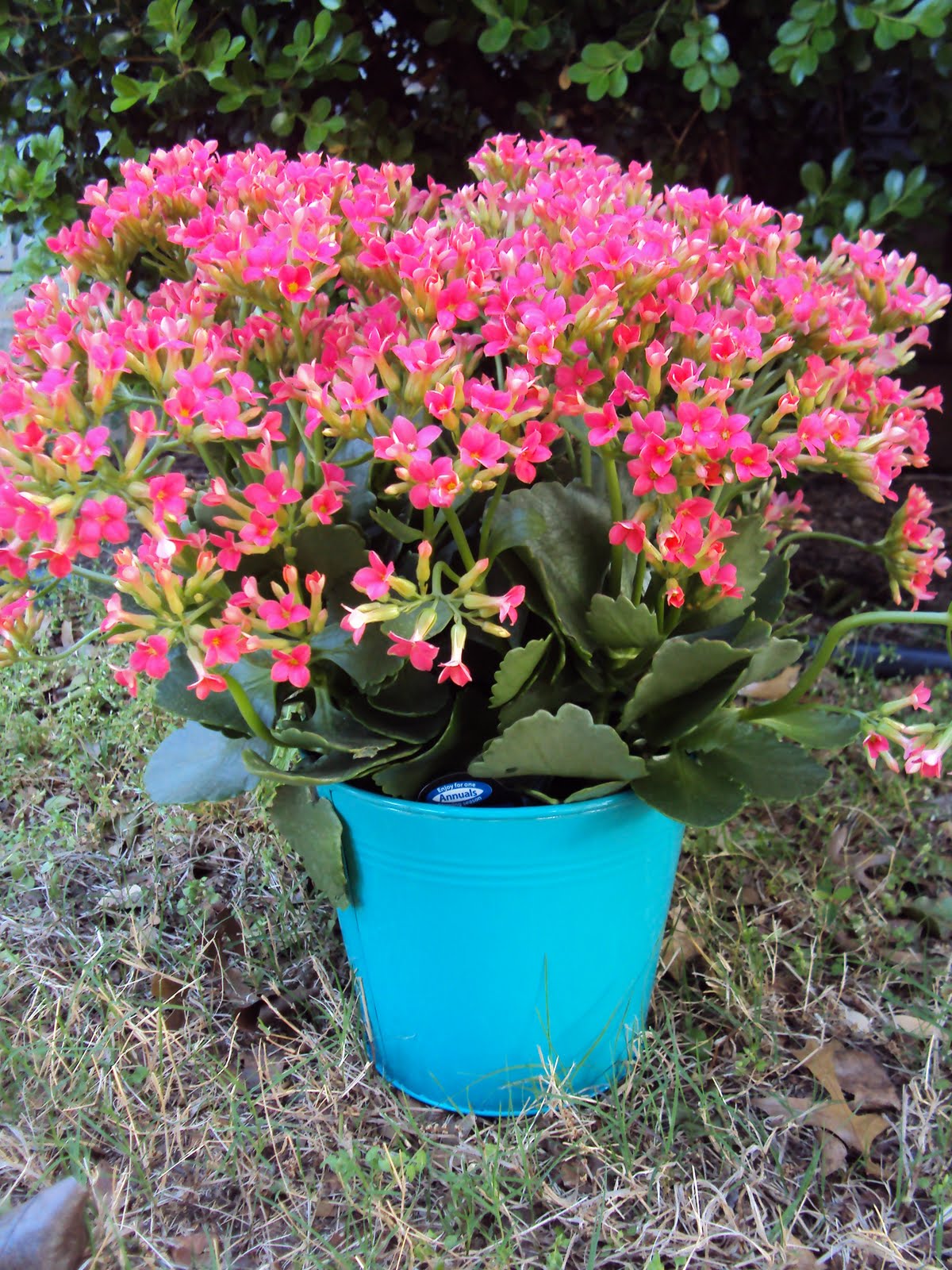  Ms Smartie Pants Flowers that don't need watering!