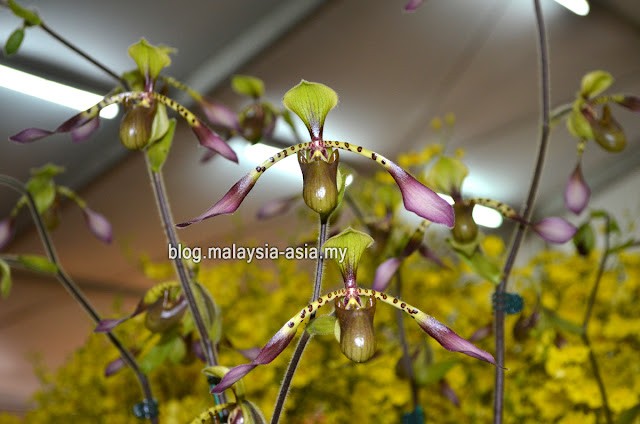 Royal Floria Orchids Orchids at Royal Floria 2015
