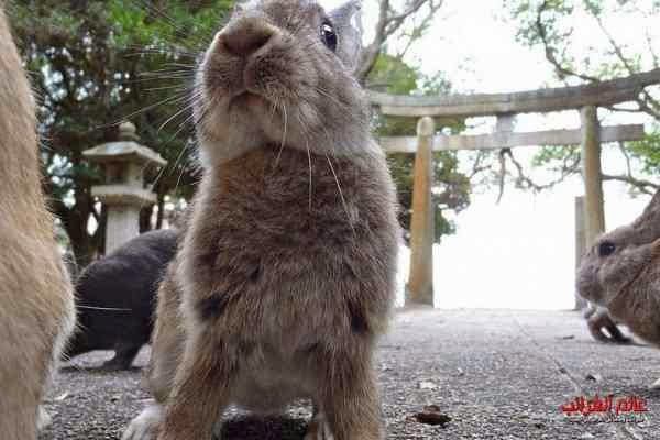 جزيرة الأرانب، اليابان، الغرائب، عالم غريب