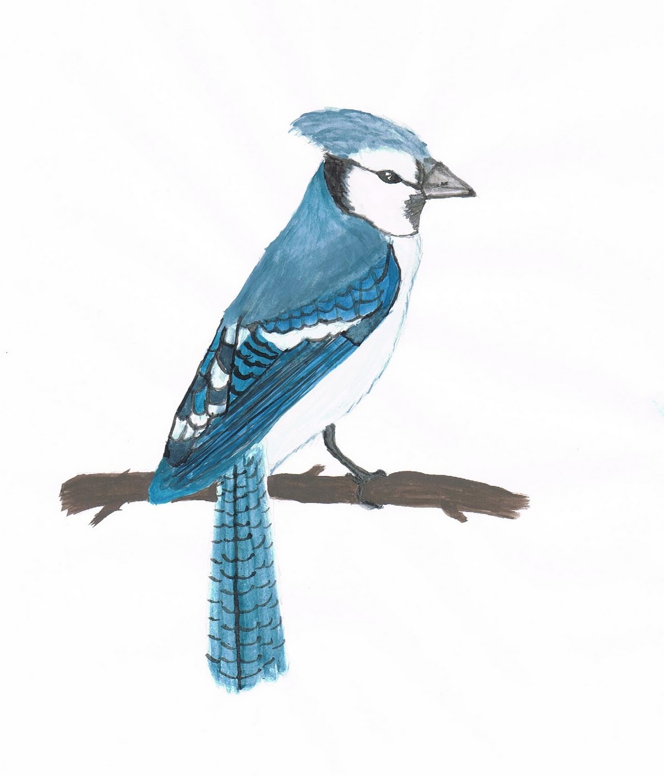 I Meant to Do My Work Today... watercolor blue jay