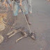 Une association dévoile les photos choquantes de chiens qui sont torturés et tués pour être mangés.