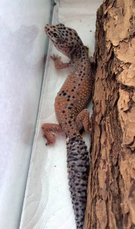 baby-female-bearded-dragon-habitat