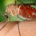 Transmissão de Zika por pernilongo comum requer 'mudança radical' em medidas de controle
