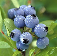Mirtilo, Blueberry, Vaccinium myrtillus