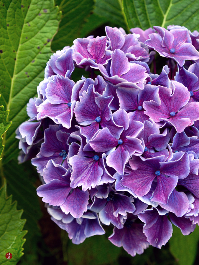 S T I L E T To Changing Hues Of Hydrangea Macrophylla