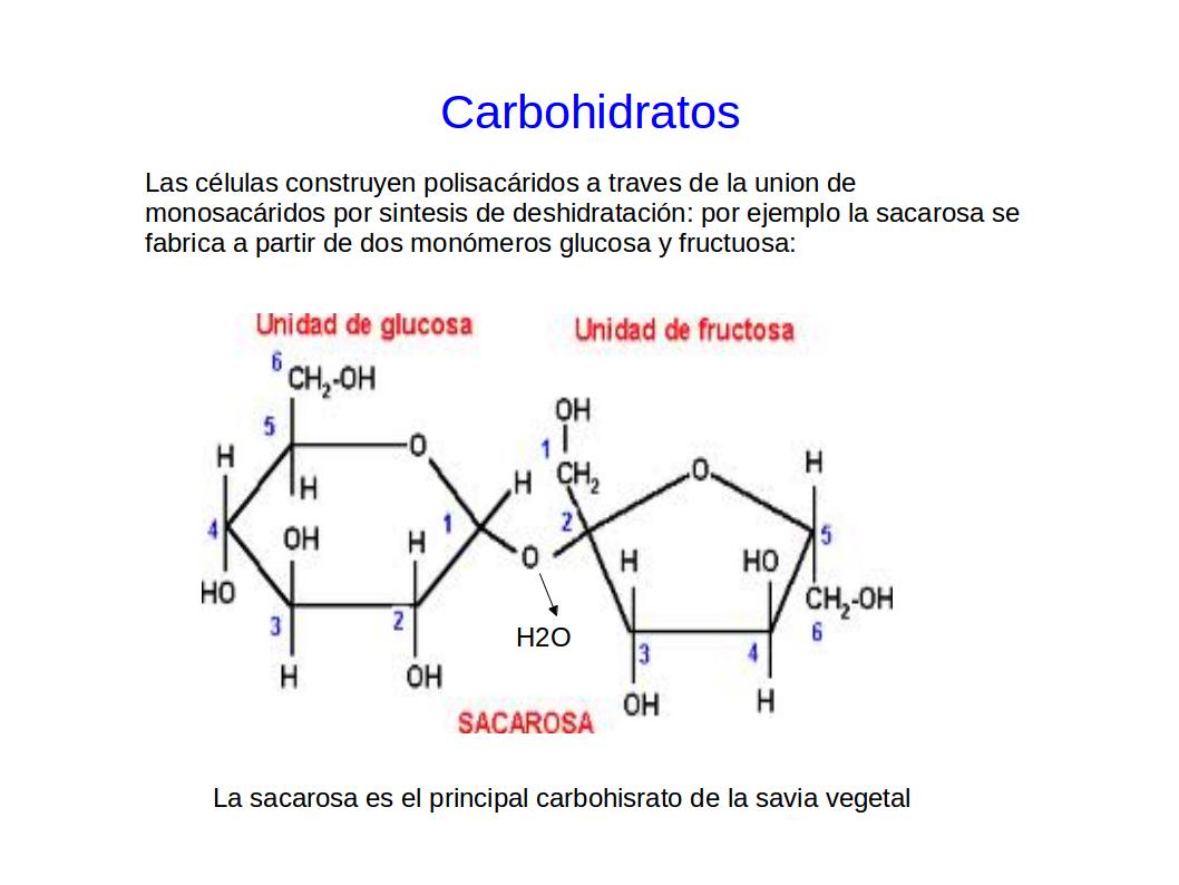 Café y Biología Lección 5 Carbohidratos Café y Biología Lección 5 Carbohidratos