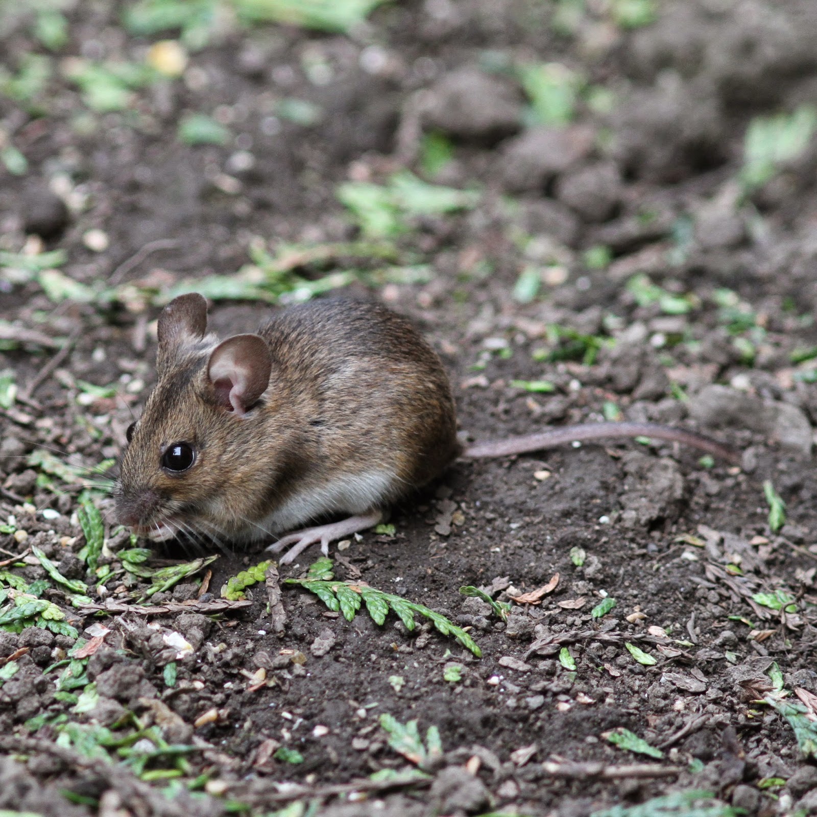 TrogTrogBlog Wood mouse