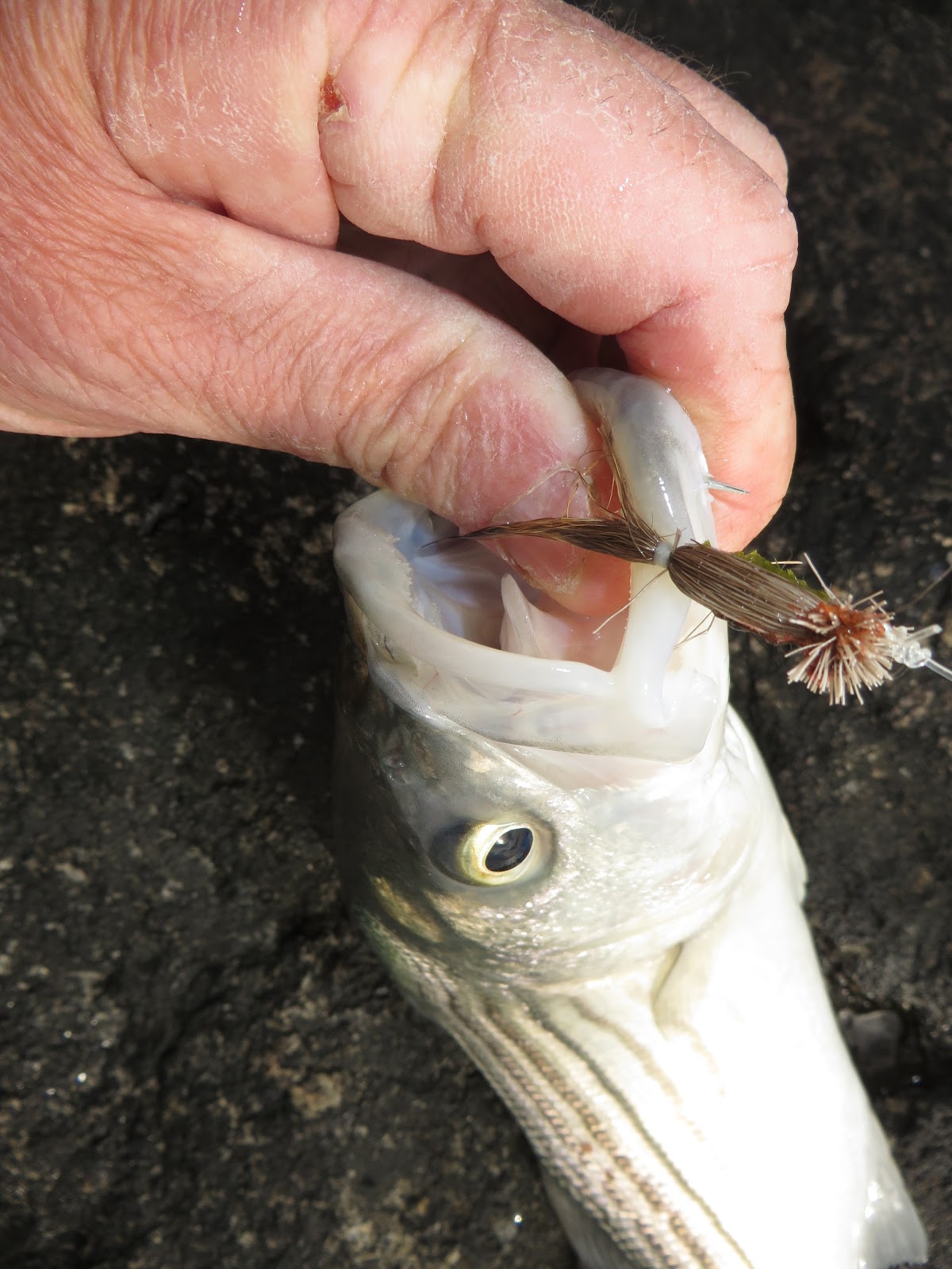 Rhode Island Striped Bass: Astronomical Numbers of ...