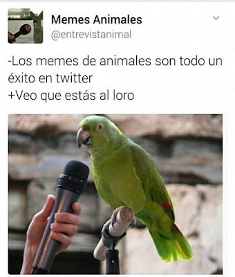 veo que estás al loro veo que estás al loro