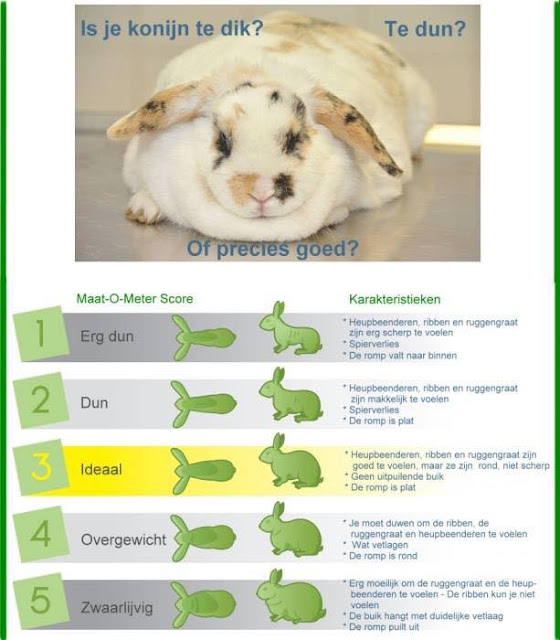 Het Vrolijke Konijnenhol Gewicht van je konijn