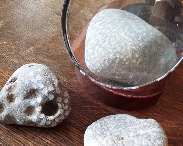 Coral fossils