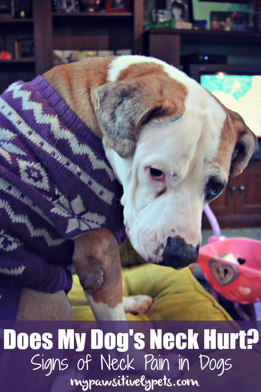 Does My Dog's Neck Hurt? Pawsitively Pets