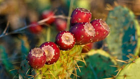 fruits of the prickly pear cactus