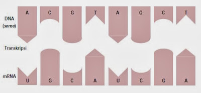 Contoh transkripsi urutan basa nitrogen DNA ke dalam mRNA. Contoh transkripsi urutan basa nitrogen DNA ke dalam mRNA.