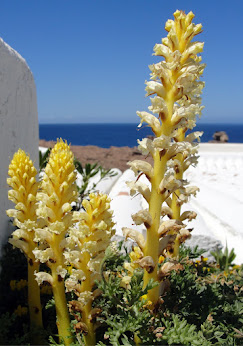 PLANTES DE MENORCA