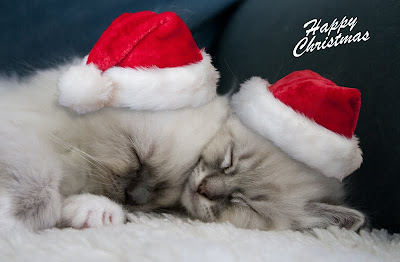 Gatitos deseando feliz navidad 