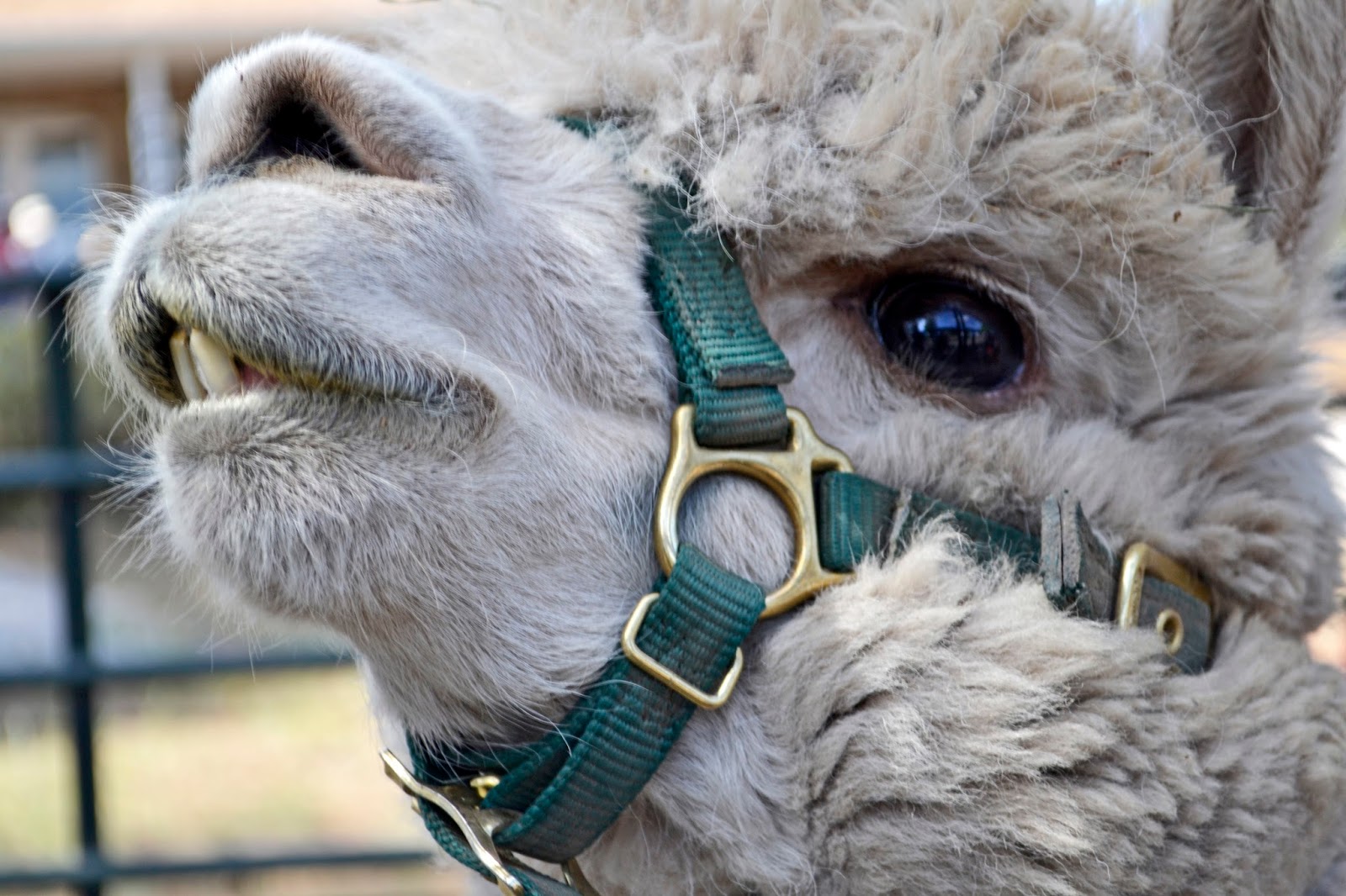 Tangible Daydreams Flagstaff Fiber Festival, and escaping the heat