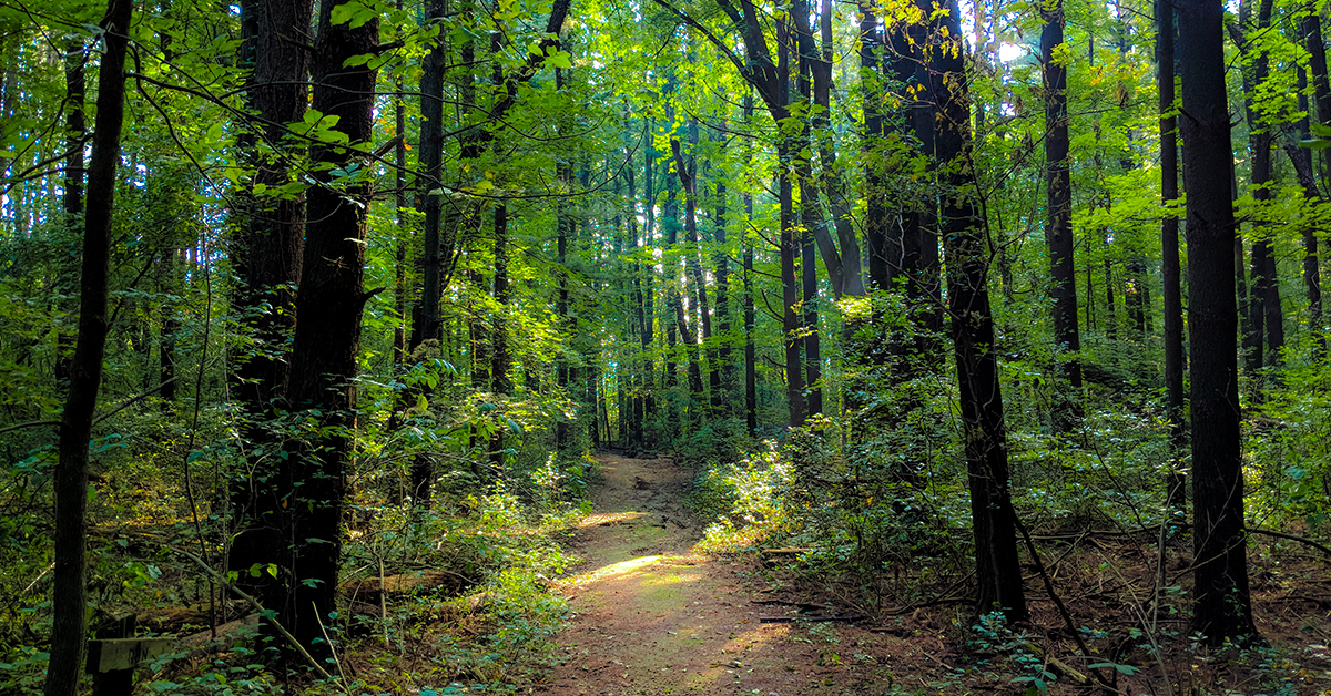 Forest Hiking Trails Near Me Hiking Trails Near Madison