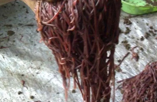 5 Jenis Cacing yang Ampuh Digunakan Umpan Mancing Ikan Patin - Mancing