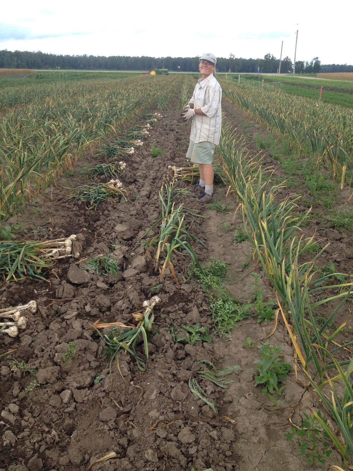 Growing Ontario Garlic Garlic Gallery