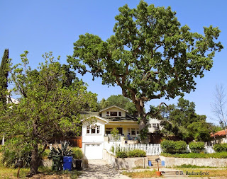 Home with Oak Tree on 12th St in Paso Robles, © B. Radisavljevic