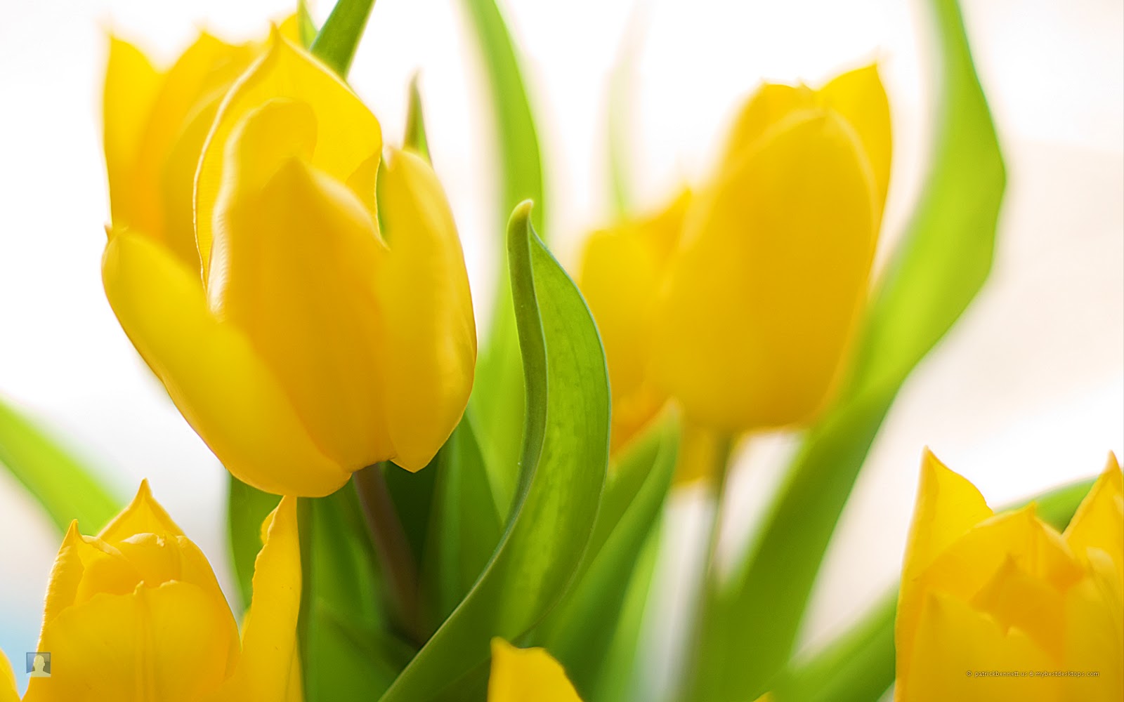 Wallpapers: Spring Flowers Background