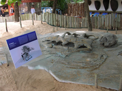 Esqueleto tortuga gigante, Proyecto Tamar, Praia do Forte, Brasil, La vuelta al mundo de Asun y Ricardo, round the world, mundoporlibre.com