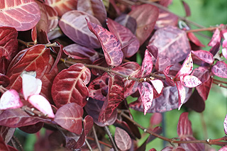 ハツユキカズラ