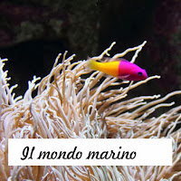 parlare del mare ai bambini https://www.lalunadicarta.com/p/le-meraviglie-del-mare.html