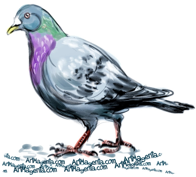 Rock Dove sketch painting. Bird art drawing by illustrator Artmagenta