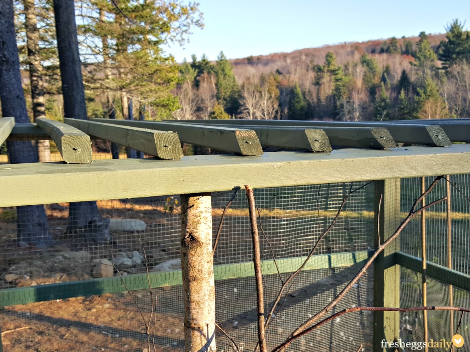 How to Build a PredatorProof Chicken Run Fresh Eggs Daily® with Lisa