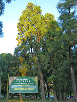Arbol parque Prado montevideo Uruguay