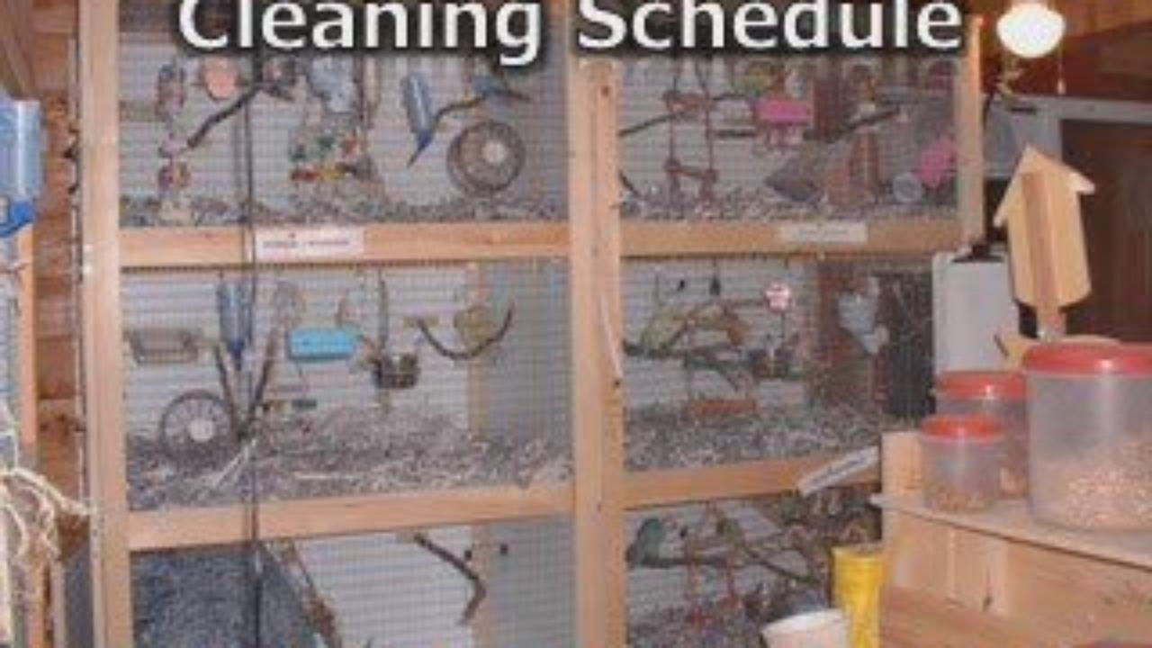 Bird In Everything Love Birds Cage